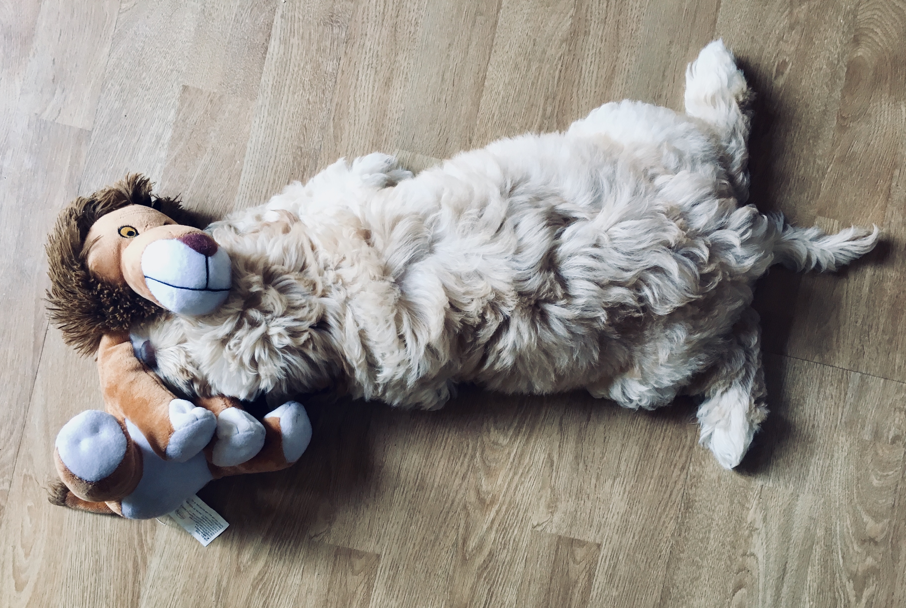 Waffles_02.12.18